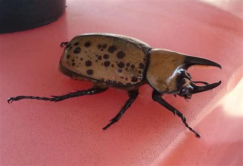 Male Hercules Beetle Whats That Bug