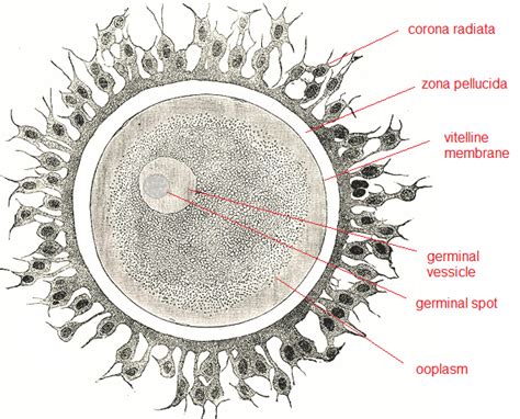 Ovum Definition Function And Structure Video And Lesson Transcript