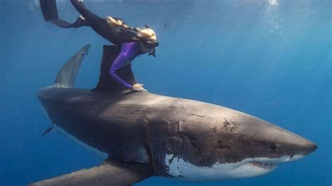 Incredible People Swimming With Great White Sharks Youtube