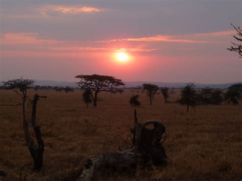 Tanzania Sunset In Serengeti Sunset Natural Beauty Serengeti