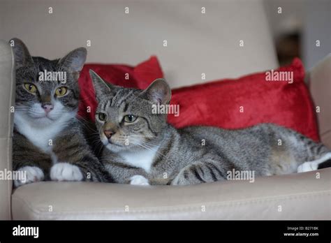 Two Tabby Cats Laying Together On A Chair Stock Photo Alamy