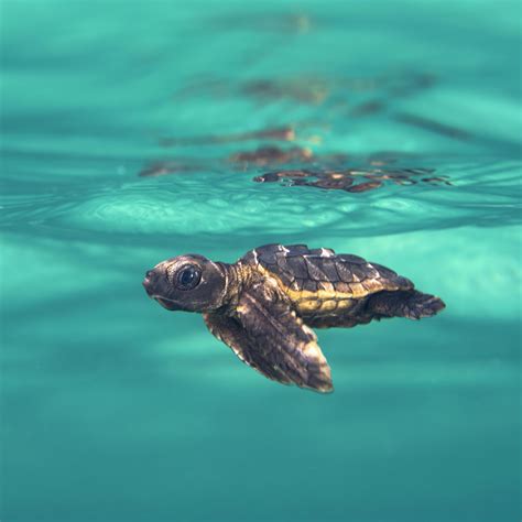 Little Baby Sea Turtles First Day At Sea Rpics