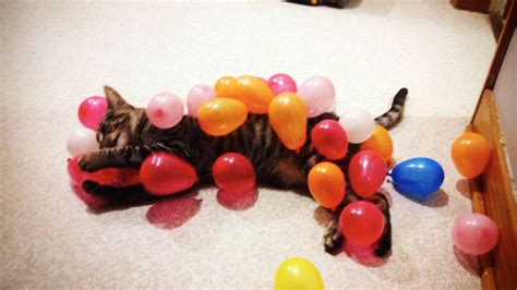 Cats Vs Balloons 🎈 Hd Funny Pets Youtube