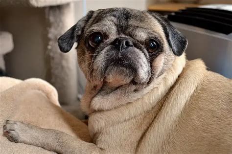 Myasthenia Gravis In Dogs Symptoms Diagnosis And Treatment World Dog