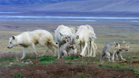 Arctic Wolf Cubs Learn Pack Behavior Pbs Learningmedia
