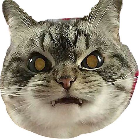 Angry Cat Png Photos Png Mart