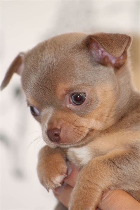 Find your new companion at nextdaypets.com. 2643 best Chihuahua love images on Pinterest | Doggies, My ...