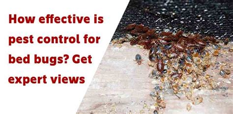 How Effective Is Pest Control For Bed Bugs Get Expert Views Dr Pest