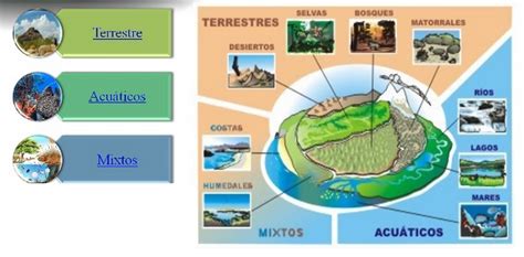 Conocimiento Del Medio ¡aprendemos Juntos Tipos De Ecosistemas