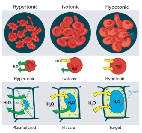 Albums 105 Pictures What Is A Hypertonic Hypotonic And Isotonic