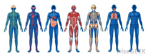 The grouping of different organs results in the formation of organ system. What does an Intensivist do? (with pictures)