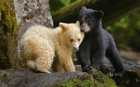 Bing Photo Of The Day Is Awesome Spirit Bear Kermode Bear Black Bear