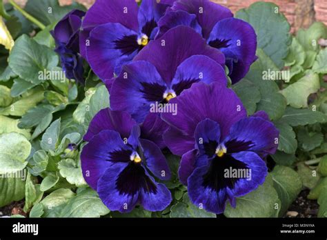 Edible Blue And Purple Flowers Of Winter Flowering Pansies Stock Photo