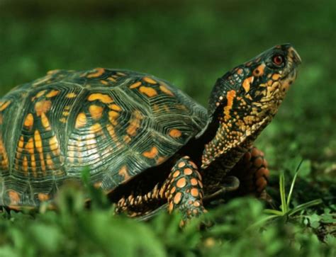 Comment S'occuper D'une Tortue De Terre Bebe - Comment bien s'occuper d'une tortue de terre ? Mon animal de compagnie