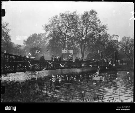 St James Park Birds Black And White Stock Photos And Images Alamy