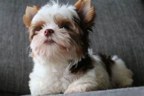 Though one of the smallest dog breeds, yorkshire terriers are feisty and spritely. Learn more about our available certified Yorkie Puppies in ...