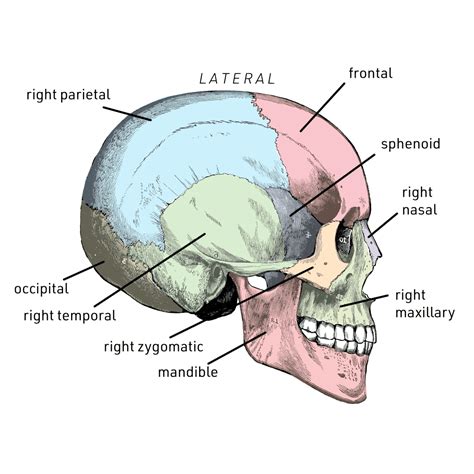 Floor Of Skull Labeled Diagram Side View