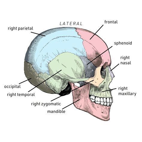 floor of skull labeled diagram side view