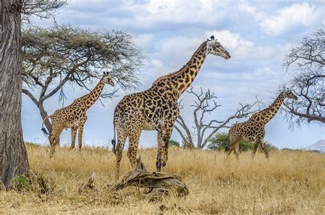 Erleben sie nur höhepunkte auf ihrer reise nach tansania und sansibar und erfahren sie, wo. Abenteuer und Naturerlebnisse in Afrika - Tansania erleben ...