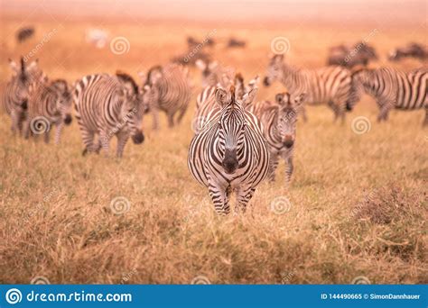 herd of zebras in african savannah zebra with pattern of black and white stripes wildlife