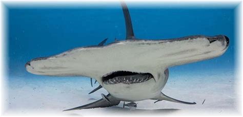 Top 10 Most Dangerous Sharks Ocean Treasures Memorial Library