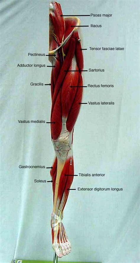 See if you can label the muscles yourself on the worksheet available for download below. Resultado de imagen de leg muscle model labeled | Human ...