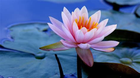 2560x1440 Water Lilies 1440p Resolution Hd 4k Wallpapersimages