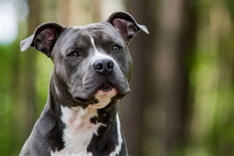 American Staffordshire Terrier Temperament Weight And Facts Britannica