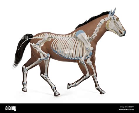 3d Rendered Medically Accurate Illustration Of The Equine Anatomy The