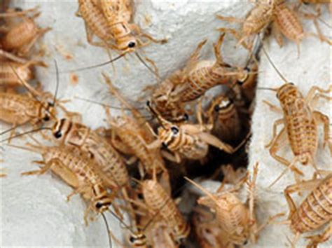 Pest control hollywood fl helps people keep those pests under control so that they can enjoy their property without the constant problems that come with finding the best exterminators for pest control jobs in broward county locales like fort lauderdale, hollywood, pompano beach, pembroke. Cricket Pest Control Los Angeles - East LA Cricket Control ...