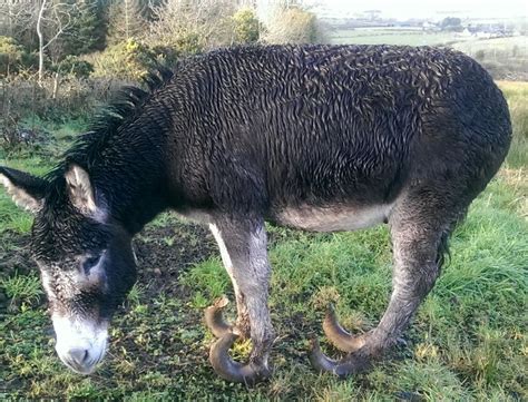 Echo with overgrown hooves | Hooves, Donkey, Animals