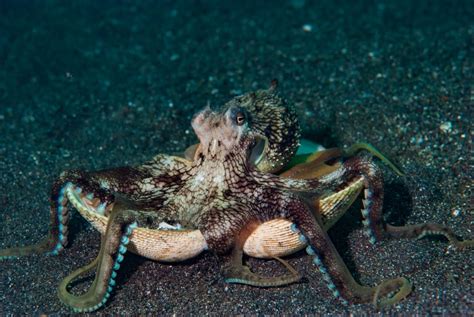 22 Incredible Types Of Octopus Names Photos And Interesting Facts