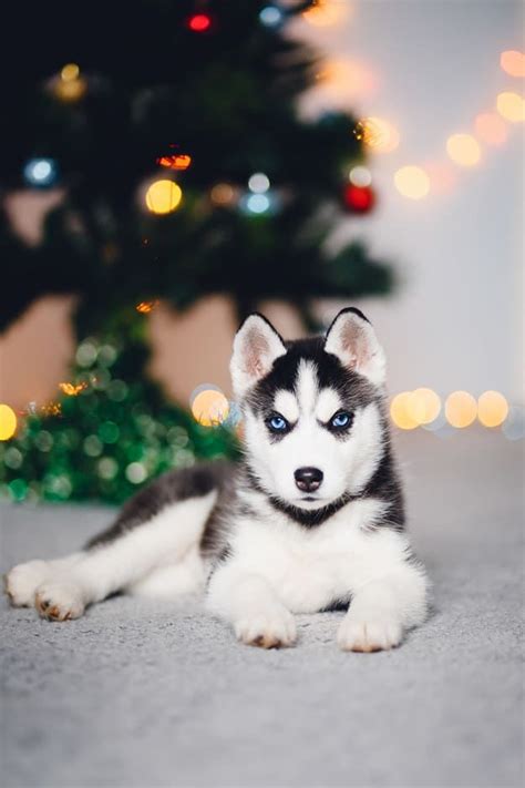 You Got Siberian Husky Omg Theres A Husky Puppy Waiting For You