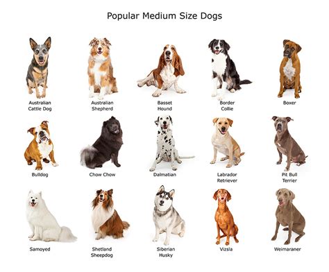Medium Dog Breeds Choosing The Right Dog For You Dogs Guide