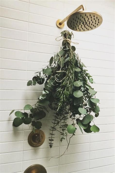 Eucalyptus In Shower How To Hang Benefits Where To Buy And More In