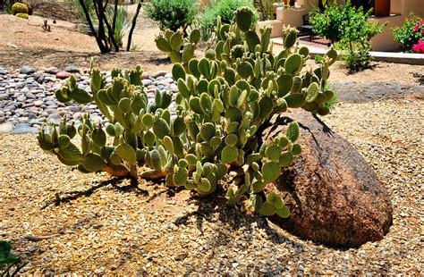 How To Add A Cactus Garden To Your Texas Landscaping