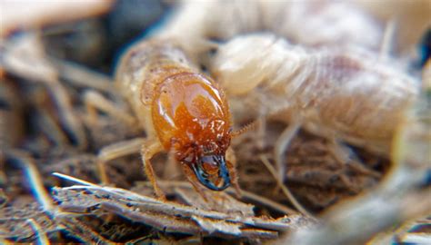 Are Termites A Problem In Portland Oregon Pestlock