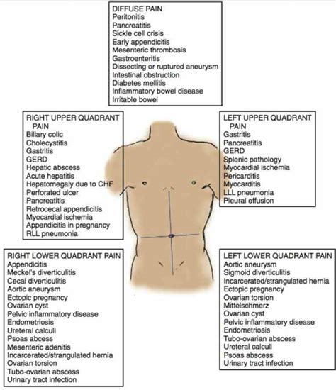 Right Upper Quadrant Abdomen Anatomy