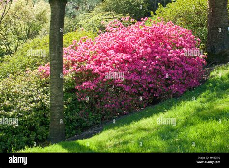 Red Rhododendron Hi Res Stock Photography And Images Alamy