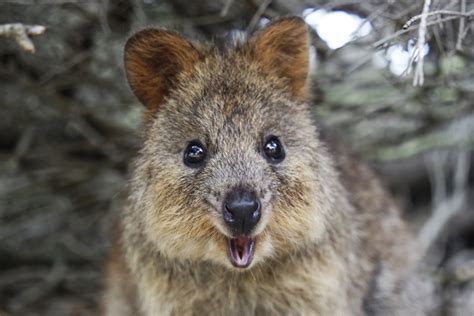 Meet Quokkas These Cute Looking Creatures Are The ‘worlds Happiest