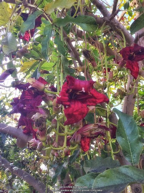 Photo Of The Bloom Of Sausage Tree Kigelia Africana Posted By