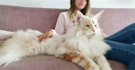 The united states court of appeals for the second circuit ruled: Owner Shares Pictures Of Her Incredibly Large And Majestic ...