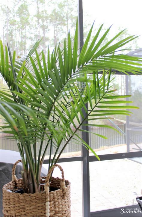 How To Care For An Indoor Majesty Palm — House Full Of Summer Coastal