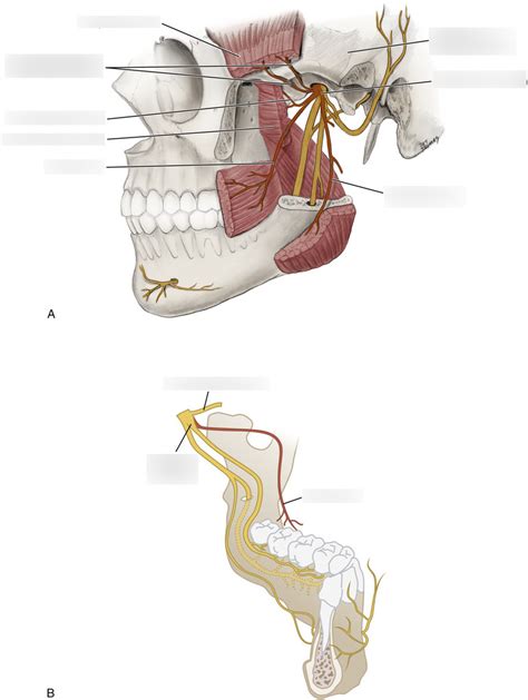 Pathway Of Anterior Trunk Of Mandibular Nerve Diagram Quizlet