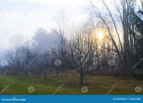Sunlight In A Foggy Orchard Stock Photo Image Of Tree Orchard 63632562