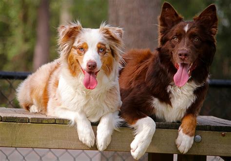 It's an attractive longhaired breed with a bobtail and striking, varied, coat coloration. Pastor Ovejero Australiano: Características, Raza,Carácter ...