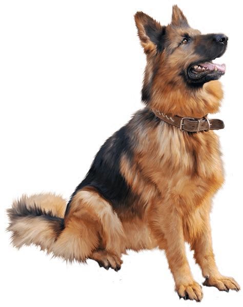 German Shepherd Dog Png Free Download Png All Png All