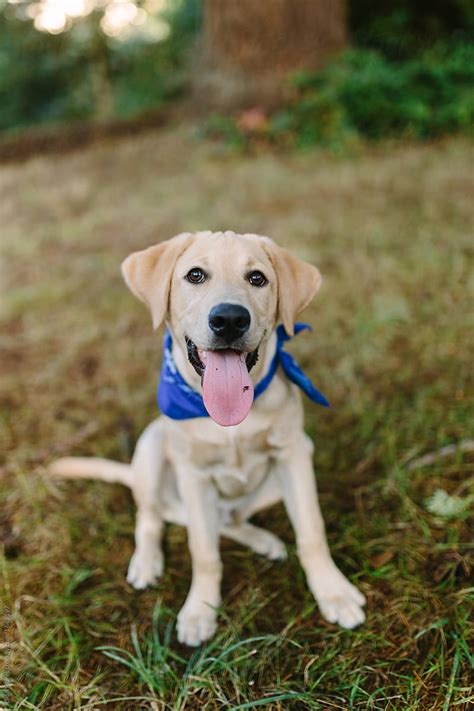 Cute Smiling Labrador Puppy Wearing Blue Bandana Del Colaborador De