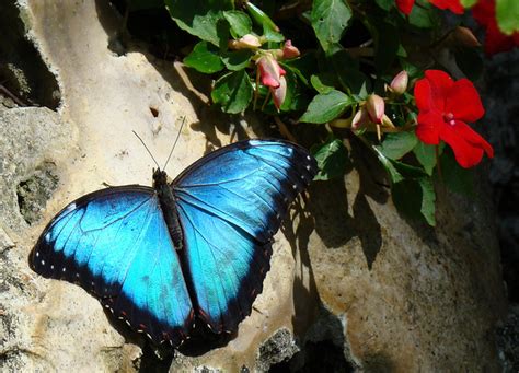 Blue Morpho Butterfly Rainforest Pic 5 Biological