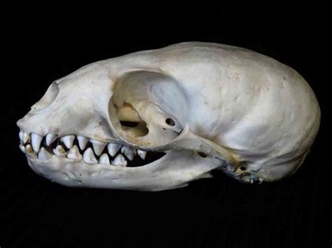 Animal Skull Identification Guide Waking Up Wild